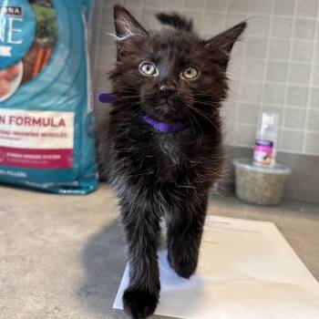 Vortex AKA Quidditch -  Domestic Long Hair Cat for Adoption in Chesapeake, Virginia - Vortex AKA Quidditch | PetCurious