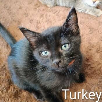 Turkey -  Domestic Short Hair Cat for Adoption in Wappingers Falls, New York - Turkey | PetCurious