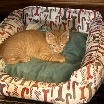 Stormin Norman -  Domestic Short Hair Cat for Adoption in Chicago, Illinois - Stormin Norman | PetCurious
