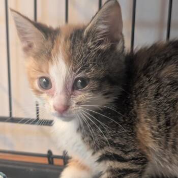 Domestic Short Hair Cats Available for Adoption in Portage, Michigan - Lily | PetCurious