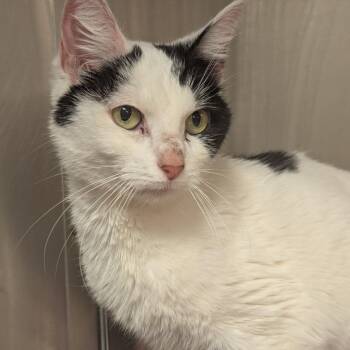 Sally -  Domestic Short Hair Cat for Adoption in Indiana, Pennsylvania - Sally | PetCurious