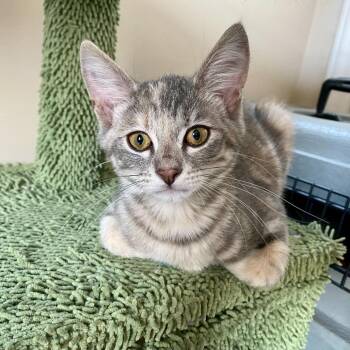 Fanta (Orange Sodas) -  Domestic Medium Hair Cat for Adoption in Charlotte, North Carolina - Fanta (Orange Sodas) | PetCurious
