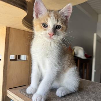 Domestic Short Hair Cats Available for Adoption in San Francisco, California - Cheese Ball Bonded With Pretzel | PetCurious