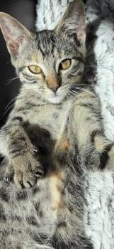 Betty Kitten -  Domestic Short Hair Cat for Adoption in Ogden, Utah - Betty Kitten | PetCurious