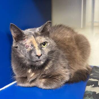 Horchata -  Domestic Long Hair Cat for Adoption in Sunrise, Florida - Horchata | PetCurious