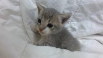 Domestic Short Hair Cats Available for Adoption in Doral, Florida - GENE | PetCurious