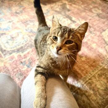 Dulcinea -  Domestic Short Hair and Mixed Breed Cat for Adoption in Ashtabula, Ohio - Dulcinea | PetCurious