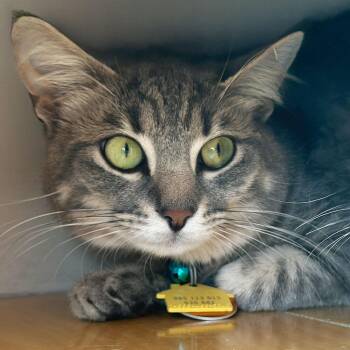 Domestic Short Hair Cats Available for Adoption in Port Washington, New York - Vim | PetCurious