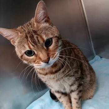 Princess Barbara -  Domestic Short Hair Cat for Adoption in Winthrop, Maine - Princess Barbara | PetCurious