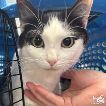 Rescue Domestic Short Hair Cats for Adoption in Washington, District Of Columbia - Inbox | PetCurious