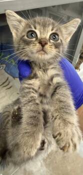 hl Legacy -  Domestic Short Hair Cat for Adoption in Greencastle, Indiana - Hl Legacy | PetCurious