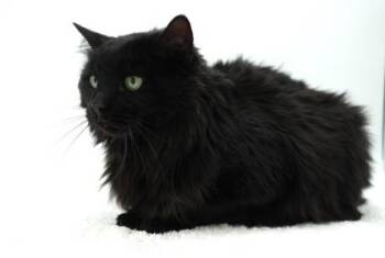 Isabell -  Domestic Medium Hair and Domestic Short Hair Cat for Adoption in Bowling Green, Kentucky - Isabell | PetCurious