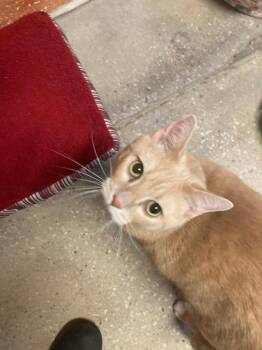 Texas Pete -  Domestic Short Hair Cat for Adoption in Burnsville, North Carolina - Texas Pete | PetCurious