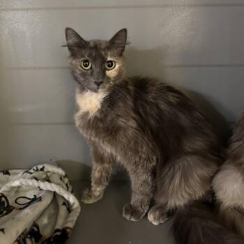 Vacuum -  Domestic Long Hair Cat for Adoption in Newberg, Oregon - Vacuum | PetCurious