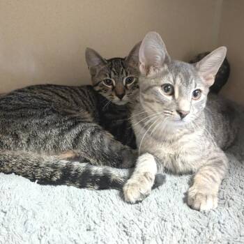 Domestic Short Hair Cats Available for Adoption in Providence, Rhode Island - Bark | PetCurious
