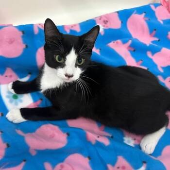 Rescue Domestic Short Hair Cats for Adoption in Jupiter, Florida - Oliver | PetCurious