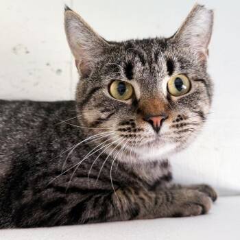 Zephyr -  Domestic Short Hair Cat for Adoption in Kennebunk, Maine - Zephyr | PetCurious