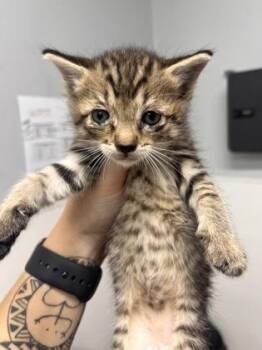 Taylor -  Domestic Short Hair Cat for Adoption in West Chester, Pennsylvania - Taylor | PetCurious