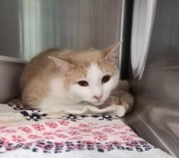 Dobby -  Domestic Short Hair Cat Available for Adoption in Athens, Tennessee - Dobby | PetCurious