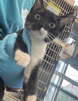 ONYX -  Domestic Short Hair Cat for Adoption in San Antonio, Texas - ONYX | PetCurious