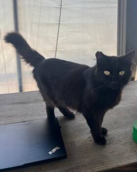 Domestic Medium Hair Cats Available for Adoption in Sunnyvale, California - Nightshade | PetCurious