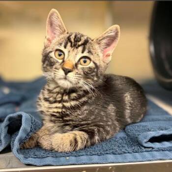 Turnpike -  Domestic Short Hair Cat for Adoption in Concord, North Carolina - Turnpike | PetCurious