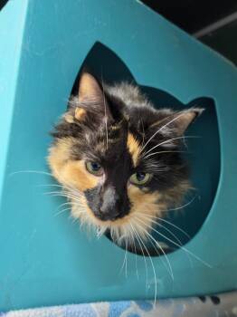 Nessie -  Domestic Medium Hair Cat for Adoption in Mishawaka, Indiana - Nessie | PetCurious