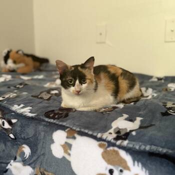 Sweet Tea -  Domestic Short Hair Cat for Adoption in Hinesville, Georgia - Sweet Tea | PetCurious