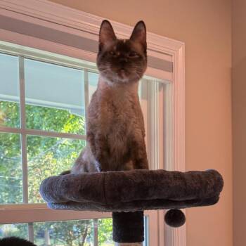 Ziva NRAR -  Siamese Cat for Adoption in Merrifield, Virginia - Ziva NRAR | PetCurious