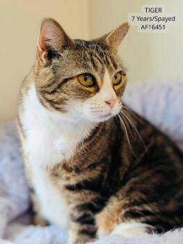Tiger -  Domestic Short Hair Cat for Adoption - Tiger | PetCurious
