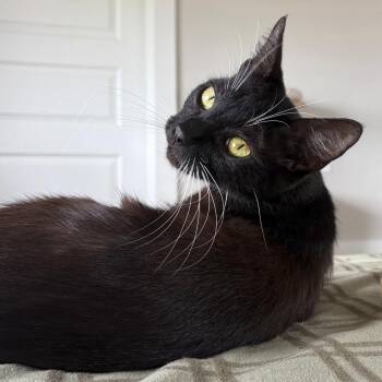 Jazlyn -  Domestic Short Hair Cat for Adoption in San Antonio, Texas - Jazlyn | PetCurious