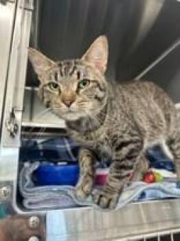 Rhapsody -  Domestic Short Hair Cat for Adoption in Manitowoc, Wisconsin - Rhapsody | PetCurious