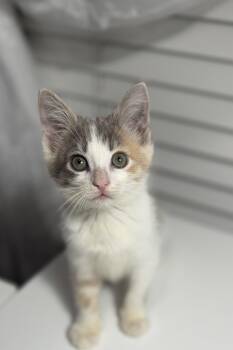 Rescue Domestic Short Hair Cats for Adoption in Fort Worth, Texas - Sherbet (Betty) | PetCurious