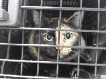 Domestic Short Hair Cats Available for Adoption in Omaha, Nebraska - FROGURT | PetCurious