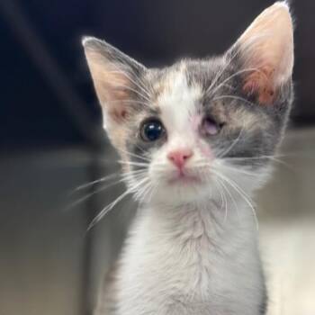Callie -  Domestic Short Hair Cat for Adoption in San Antonio, Texas - Callie | PetCurious