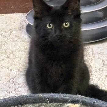 Domestic Medium Hair Cats Available for Adoption in Garden City, Michigan - Victor | PetCurious