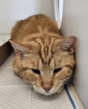 Domestic Short Hair Cats Available for Adoption in Greenfield, Indiana - Crawl | PetCurious