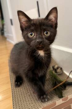 Oreo -  Domestic Short Hair Cat for Adoption in Nashville, Tennessee - Oreo | PetCurious