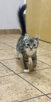 Mystery -  Domestic Medium Hair Cat for Adoption in Carrollton, Virginia - Mystery | PetCurious