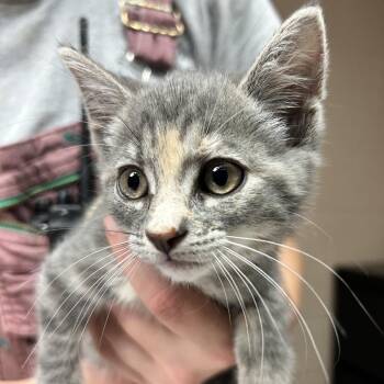 Polly -  Domestic Medium Hair Cat for Adoption in Newport, North Carolina - Polly | PetCurious