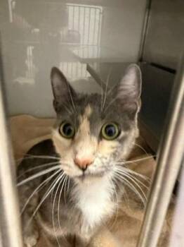 Peach -  Domestic Short Hair Cat for Adoption in Gastonia, North Carolina - Peach | PetCurious