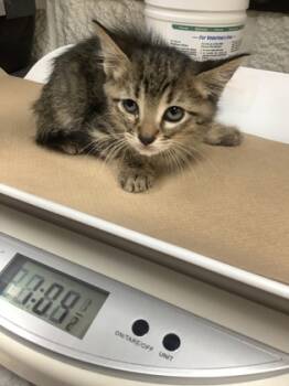 Rescue Domestic Short Hair Cats for Adoption in Fort Worth, Texas - Storm | PetCurious
