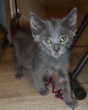 Leo -  Domestic Short Hair Cat for Adoption in Seal Beach, California - Leo | PetCurious