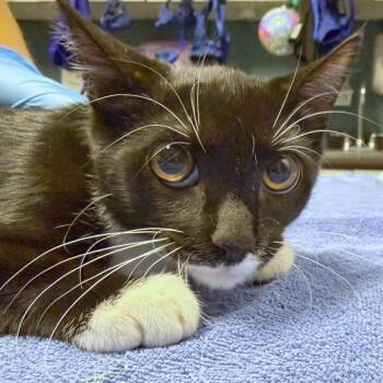 Periwinkle -  Domestic Short Hair Cat for Adoption in Providence, Rhode Island - Periwinkle | PetCurious