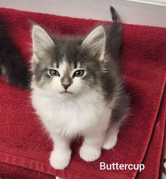 Domestic Long Hair Cats Available for Adoption in Orlando, Florida - Buttercup ( Powerpuff Litter) Orlando,  Fl | PetCurious