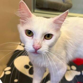 Marlin -  Domestic Short Hair Cat for Adoption in Walnut Creek, California - Marlin | PetCurious