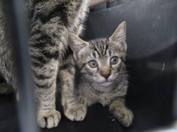 Domestic Short Hair Cats Available for Adoption in Ocala, Florida - GROGU | PetCurious