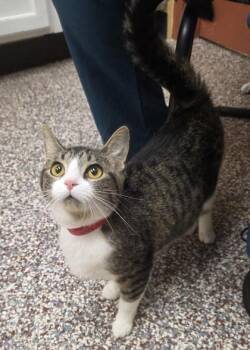 Sun Screen -  Domestic Short Hair Cat for Adoption in Westland, Michigan - Sun Screen | PetCurious