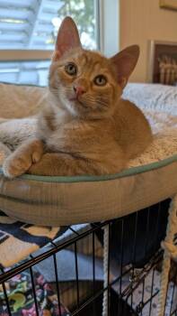 Thyme -  Domestic Short Hair Cat for Adoption in Brandon, Florida - Thyme | PetCurious