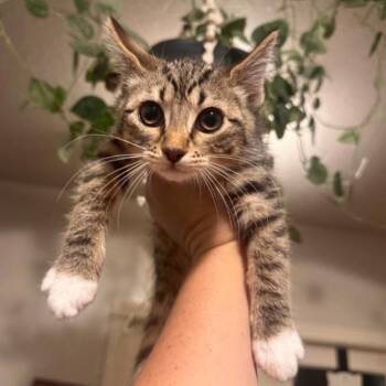 Mochi -  Domestic Short Hair Cat for Adoption in Layton, Utah - Mochi | PetCurious